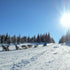 The dog sled adventure